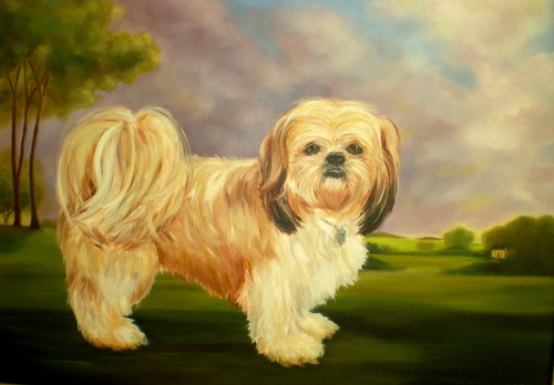 shih tzu -