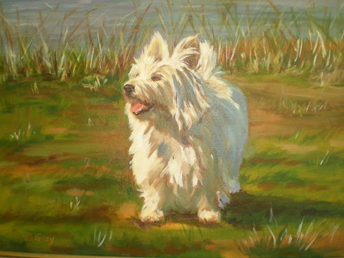 Cairn Terrier- 