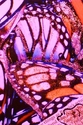Surreal%20Butterfly%20Wing%20Mystical%20Dream%2C%20Pink (thumbnail)