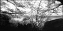 SHINYA ICHIKAWA - Landscape Photography lake water landscape japan black&white tree - Landscape Photography