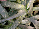 Spiked (thumbnail)