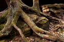 Rock%20and%20Roots%203 (thumbnail)