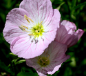 Primrose (thumbnail)