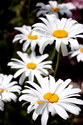 Daisies (thumbnail)