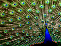 Peacock (thumbnail)