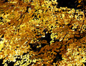 Glow (thumbnail)
