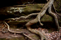 Rock%20and%20Roots%202 (thumbnail)