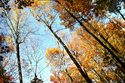 Treetops (thumbnail)