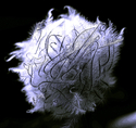 Pod (thumbnail)