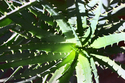 Aloe (thumbnail)