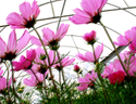 In%20the%20Greenhouse (thumbnail)