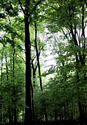 Mist%20in%20the%20Woods (thumbnail)