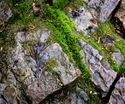 Leaf%20on%20Rock (thumbnail)