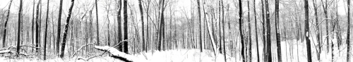 Wood%20in%20white (thumbnail)