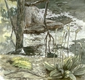 Lady%20Slipper (thumbnail)