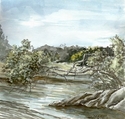 Rita%27s%20Tree (thumbnail)
