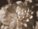 Steve Armbruster - Bloom