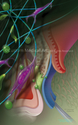 Illustration-Bioactive Glass & Bioabsorbable Membrane in Treatment of Maxillary Class II Furcation Defect