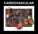 Illustration-Cardiovascular Disease and Renal Failure, Heart, Kidneys, Healthy Diet, Quit Smoking, Angioplasty, Heart Medication