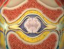 Illustration-Cross Section of Anterior and Posterior Spinal Nerves, Vertebra, Spinal Cord, Ganglion