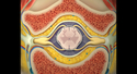 Cross Section of Anterior and Posterior Spinal Nerves, Vertebra, Spinal Cord, Ganglion