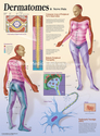 Stock & Custom Medical Art Sally Shisler - Dermatomes &amp; Nerve Pain Patient Education Poster