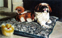 Painting-Pet Portraits