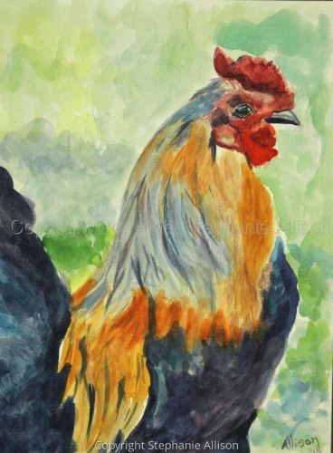 Painting-Wildlife-Rooster