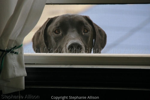 Photography-Animals-I Know You're in There Lady!