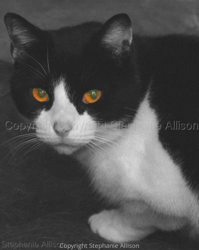 Photography-Animals-Eddypuss