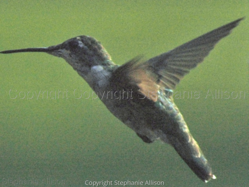 Photography-Nature-Hummer
