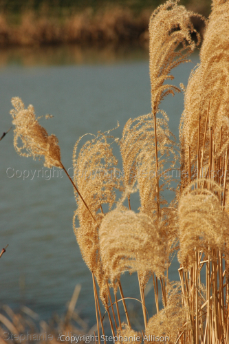 Photography-Landscape-Garden Grass