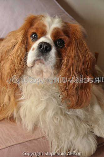 Photography-Animals-Charlie