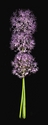 Sally Dougan - Allium Bunch Vertical