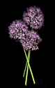 Photography--Color-FloralAllium Bouquet of Three