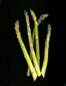 Photography--Color-FoodAsparagus Bouquet