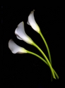 Photography--Color-FloralCalla Lilies Curved