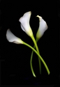 Photography--Color-FloralCalla Lilies Curved Crossed