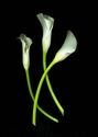 Photography--Color-FloralCalla Lilies Curved CrossedProfile