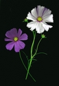 Photography--Color-FloralCosmos Purple and White