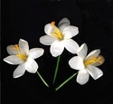 Photography--Color-FloralCrocuses White Full Face