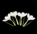 Photography--Color-FloralCrocuses White Full