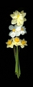 Photography--Color-FloralDaffodils, Pheasant Eye, Vertical