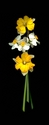 Photography--Color-FloralDaffodils Mixed, Vertical
