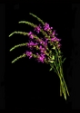 Photography--Color-FloralLythrum