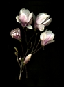 Photography--Color-FloralMagnolia Bouquet