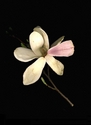Photography--Color-FloralMagnolia Face Out