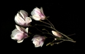 Photography--Color-FloralMagnolias Horizontal