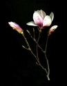 Photography--Color-FloralMagnolias Three