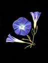 Photography--Color-FloralMorniing Glories